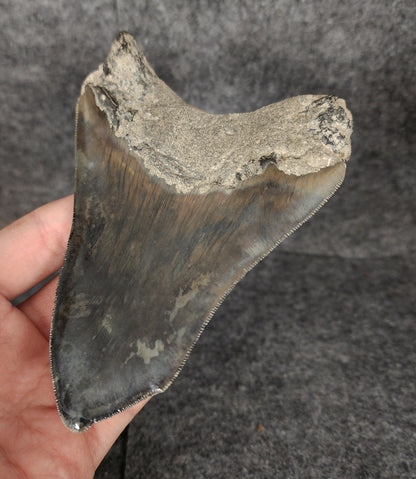 Back right side view of 4.97-inch fossil Megalodon tooth, emphasizing natural serrations and blade shape.