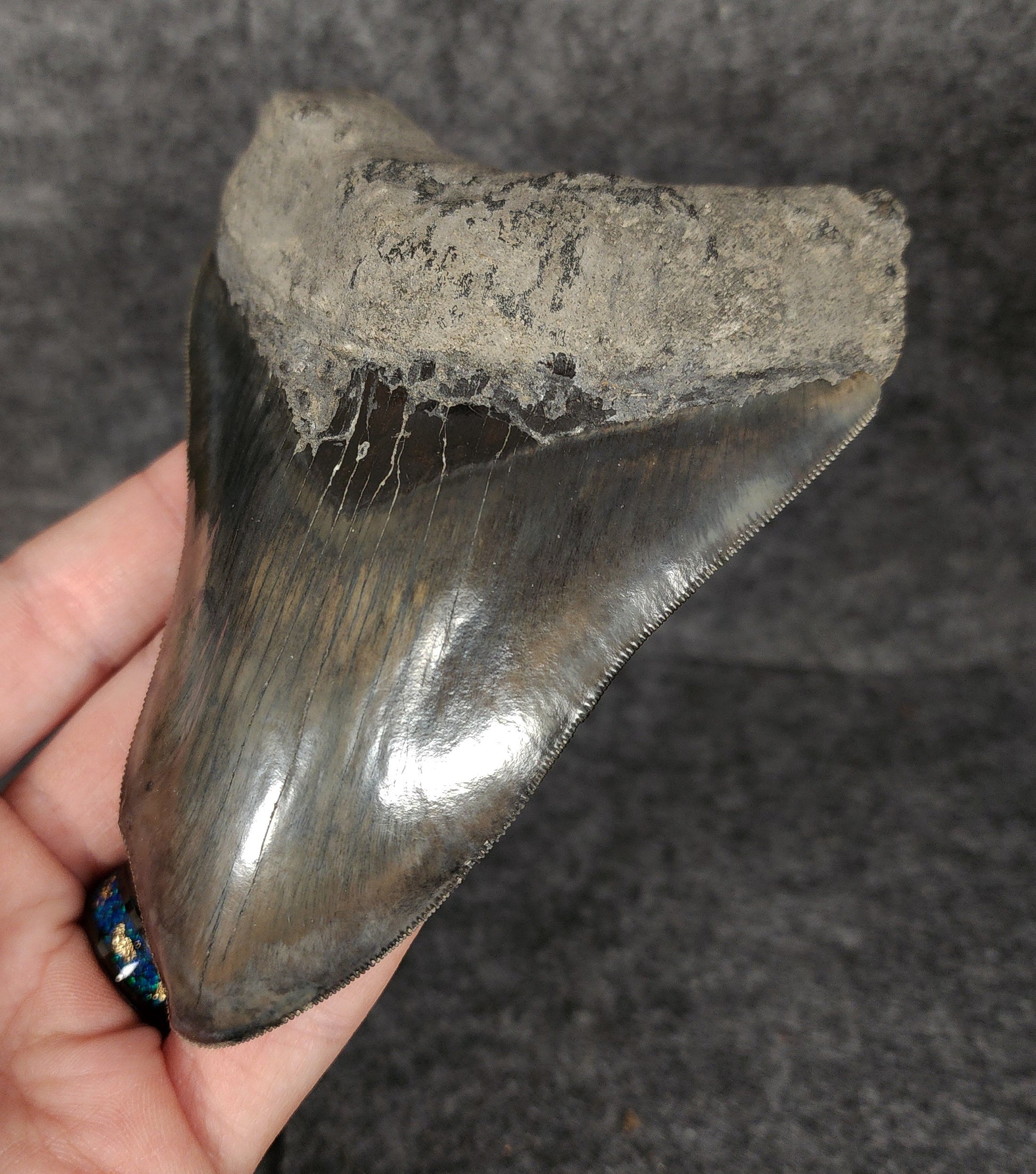 Right side view of 4.97-inch fossil Megalodon tooth, emphasizing natural serrations and blade shape.