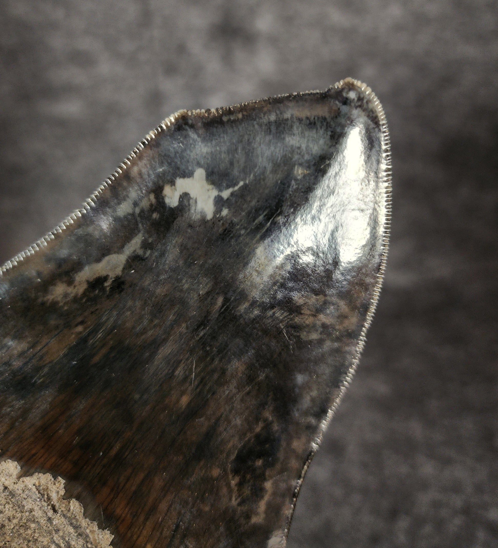 Close-up showcasing the serrated edges of 4.97-inch Megalodon tooth, emphasizing natural preservation.