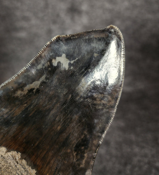 Close-up showcasing the serrated edges of 4.97-inch Megalodon tooth, emphasizing natural preservation.