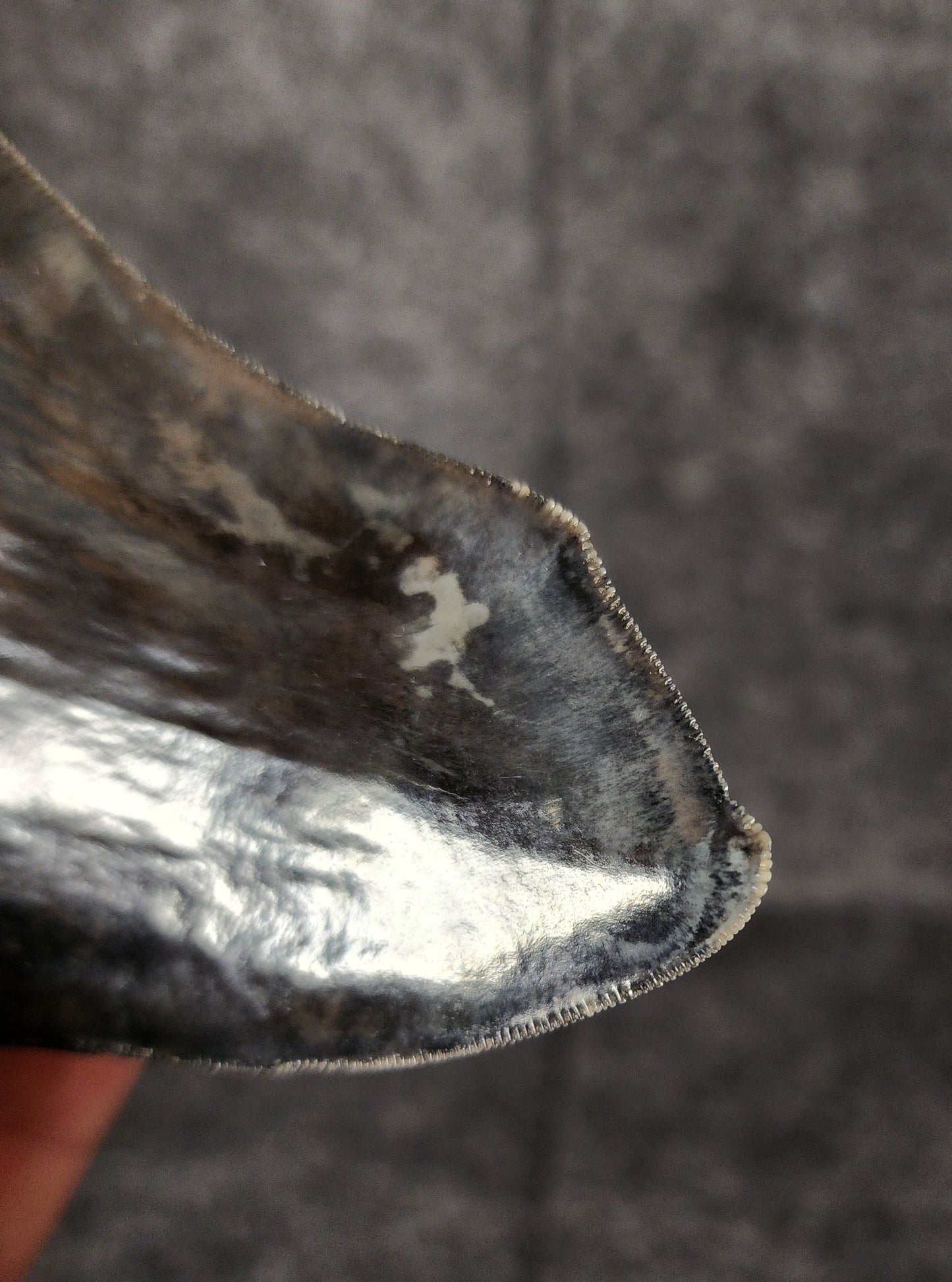 Detailed image of the double tip on 4.97-inch Megalodon tooth from Indonesia, showcasing sharp serrations and preservation.