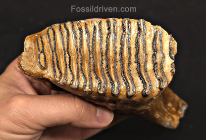 4.00" Fossil Woolly Mammoth Tooth – North Sea | Fossil Driven - Fossil Driven