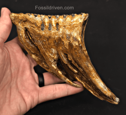 4.00" Fossil Woolly Mammoth Tooth – North Sea | Fossil Driven - Fossil Driven