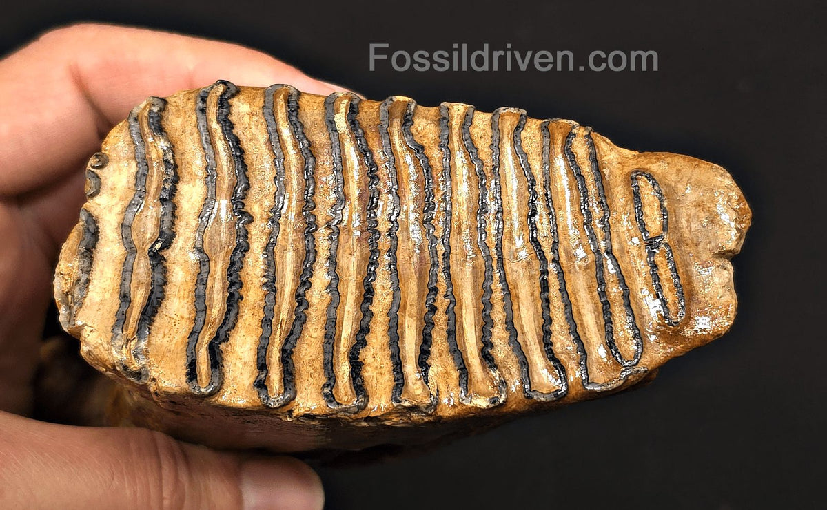 4.00" Fossil Woolly Mammoth Tooth – North Sea | Fossil Driven - Fossil Driven