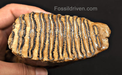 4.00" Fossil Woolly Mammoth Tooth – North Sea | Fossil Driven - Fossil Driven
