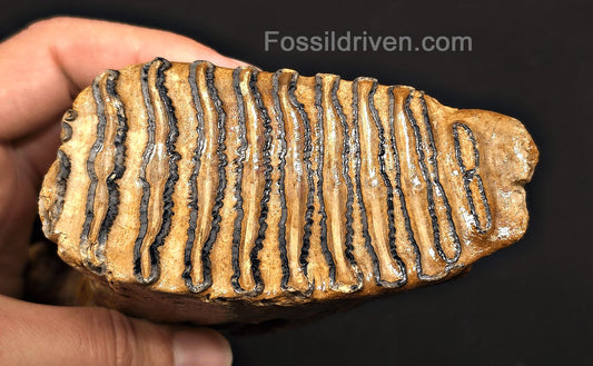 4.00" Fossil Woolly Mammoth Tooth – North Sea | Fossil Driven - Fossil Driven
