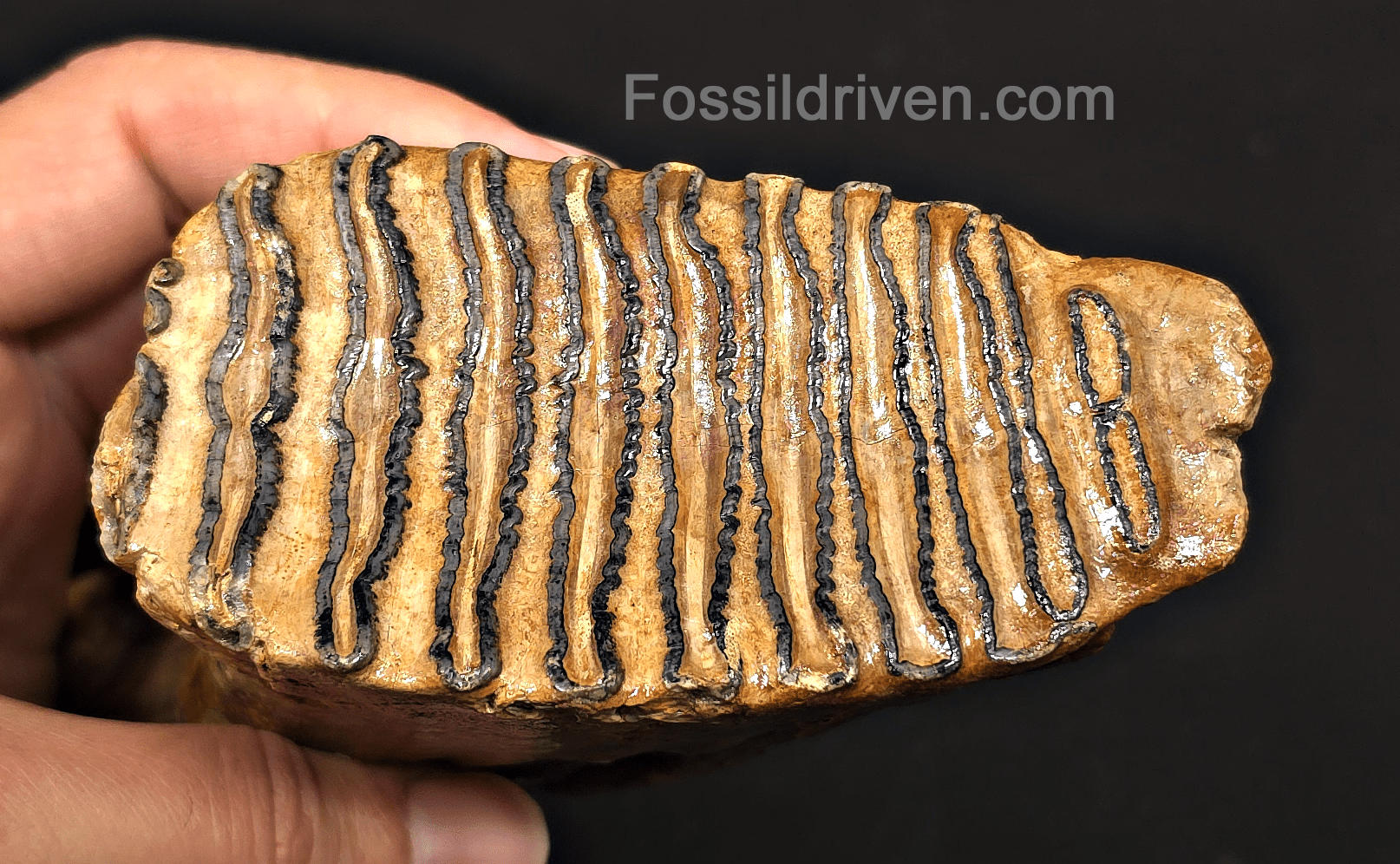 4.00" Fossil Woolly Mammoth Tooth – North Sea | Fossil Driven - Fossil Driven
