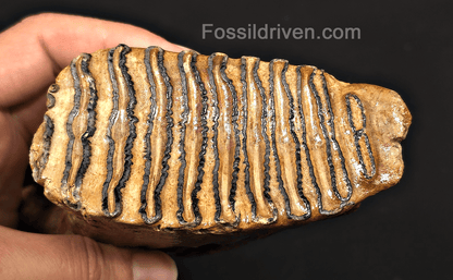 4.00" Fossil Woolly Mammoth Tooth – North Sea | Fossil Driven - Fossil Driven