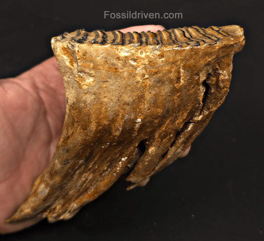 4.00" Fossil Woolly Mammoth Tooth – North Sea | Fossil Driven - Fossil Driven