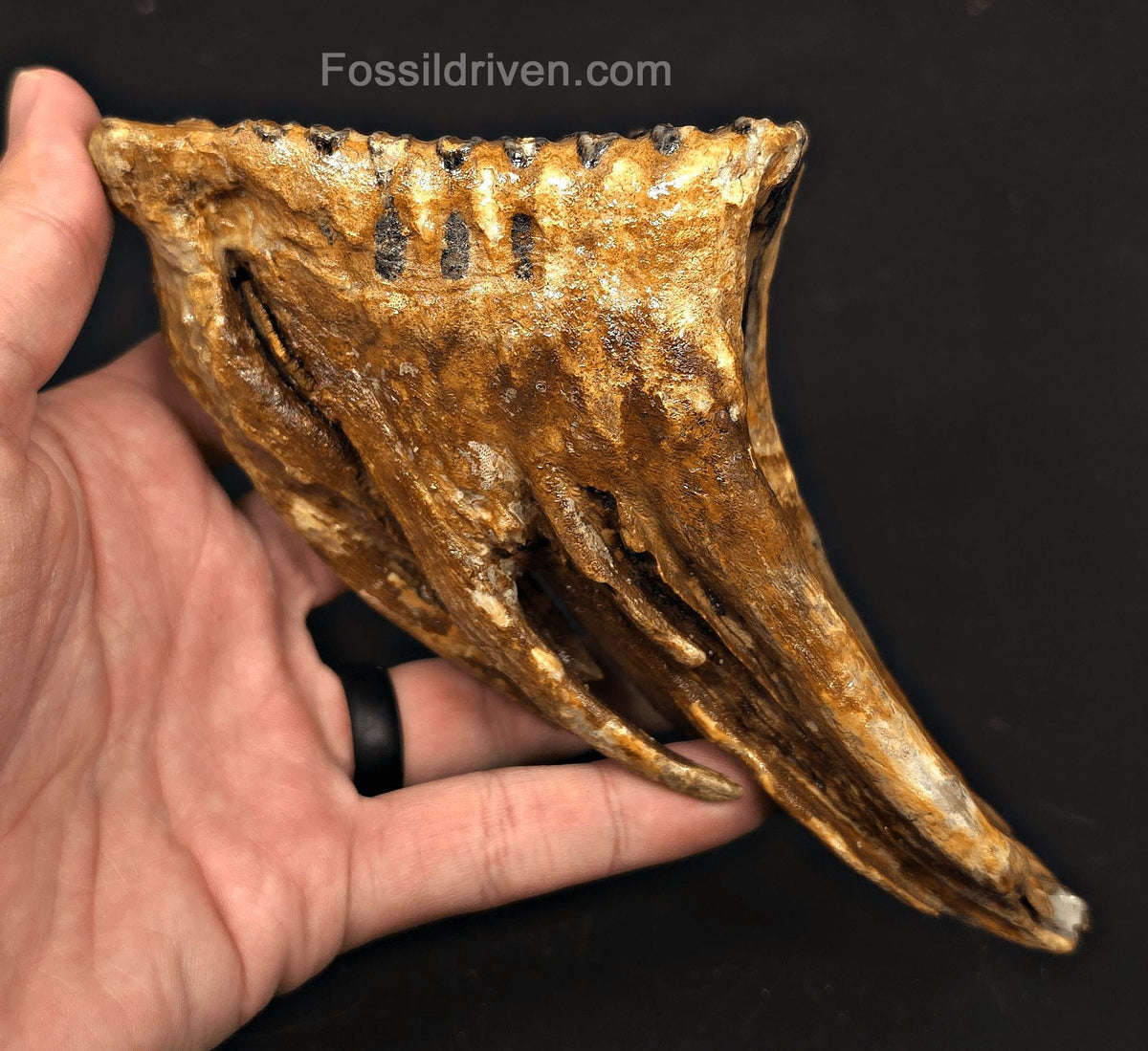 4.00" Fossil Woolly Mammoth Tooth – North Sea | Fossil Driven - Fossil Driven