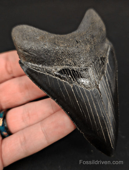 4.00" High-Quality Fossil Megalodon Tooth - Beaufort, South Carolina | Fossil Driven - Fossil Driven
