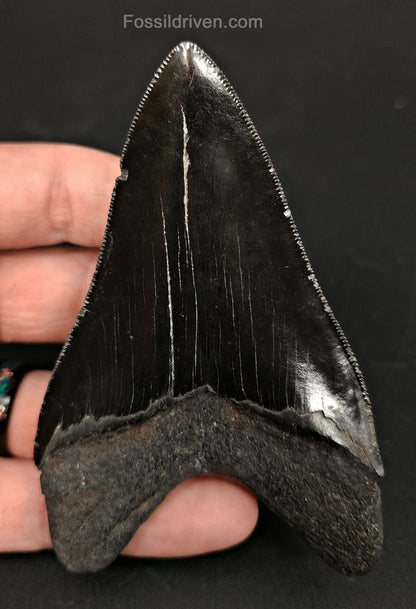 4.00" High-Quality Fossil Megalodon Tooth - Beaufort, South Carolina | Fossil Driven - Fossil Driven