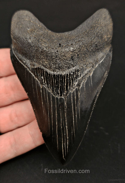 4.00" High-Quality Fossil Megalodon Tooth - Beaufort, South Carolina | Fossil Driven - Fossil Driven