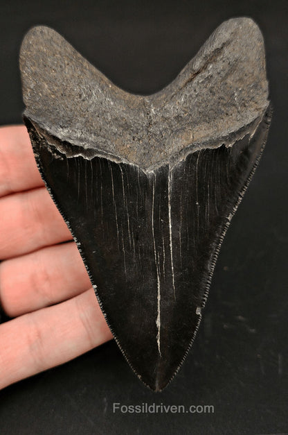 4.00" High-Quality Fossil Megalodon Tooth - Beaufort, South Carolina | Fossil Driven - Fossil Driven