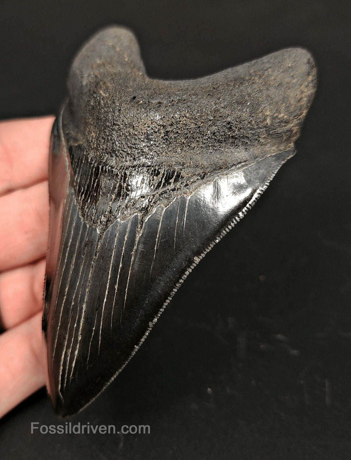 4.00" High-Quality Fossil Megalodon Tooth - Beaufort, South Carolina | Fossil Driven - Fossil Driven