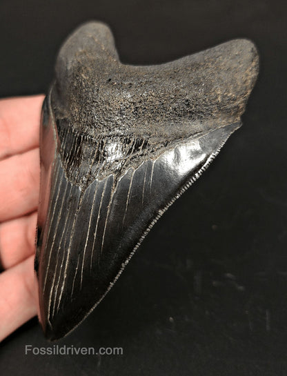 4.00" High-Quality Fossil Megalodon Tooth - Beaufort, South Carolina | Fossil Driven - Fossil Driven