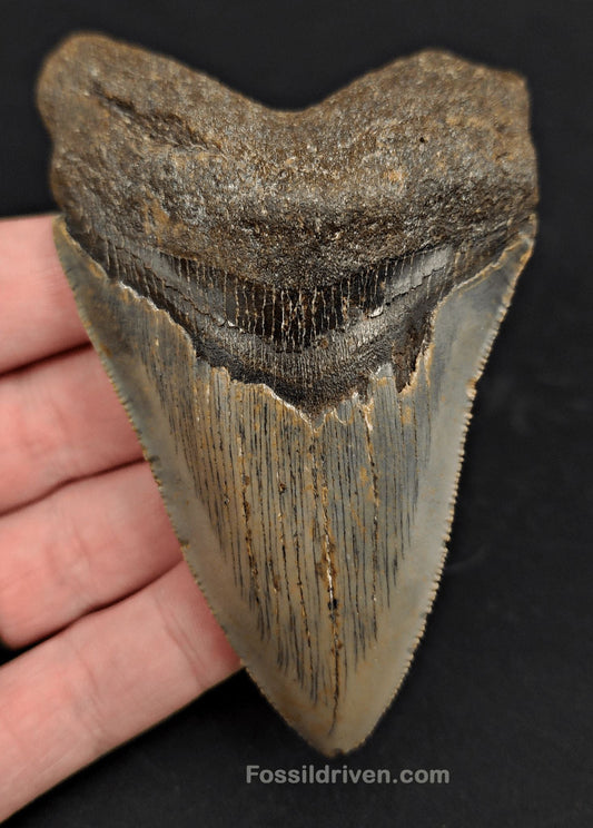 4.00" Megalodon Tooth Fossil - North Carolina | Fossil Driven - Fossil Driven