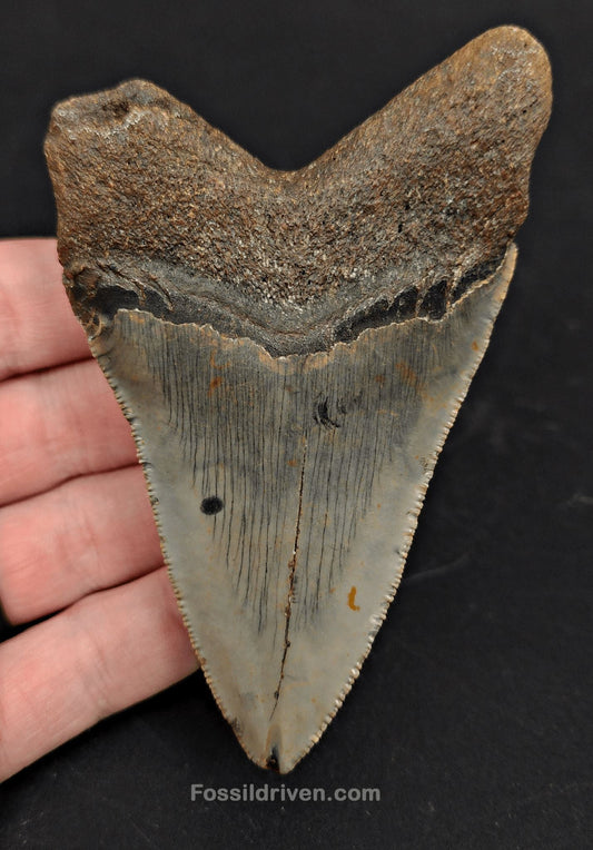 4.00" Megalodon Tooth Fossil - North Carolina | Fossil Driven - Fossil Driven