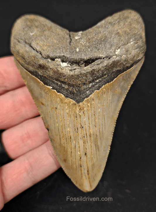 4.00" North Carolina Megalodon Tooth - Complete Specimen - Authentic Fossil Shark Tooth - Fossil Driven