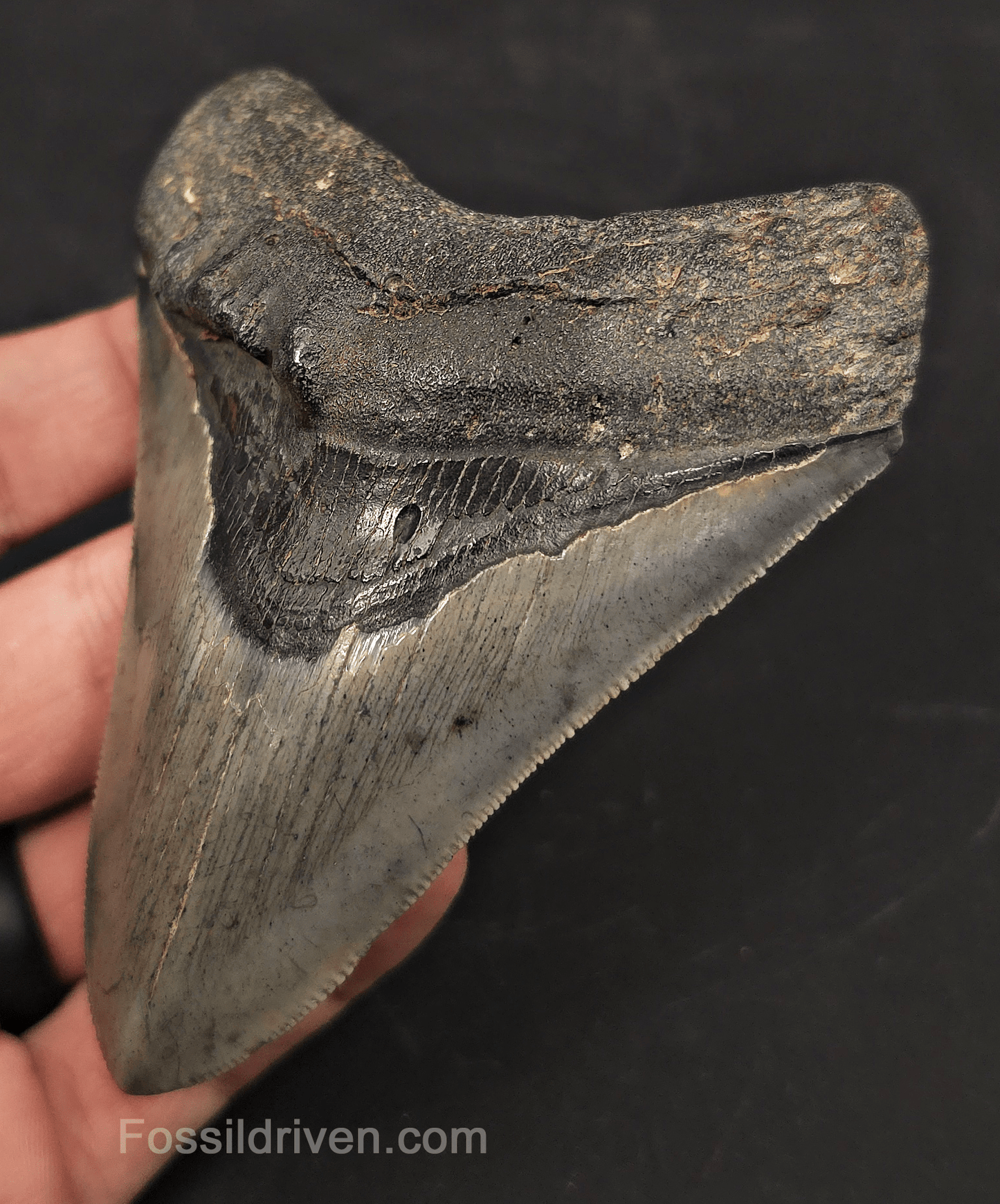 4.01" Pathological Fossil Megalodon Tooth - Charleston, South Carolina - Fossil Driven