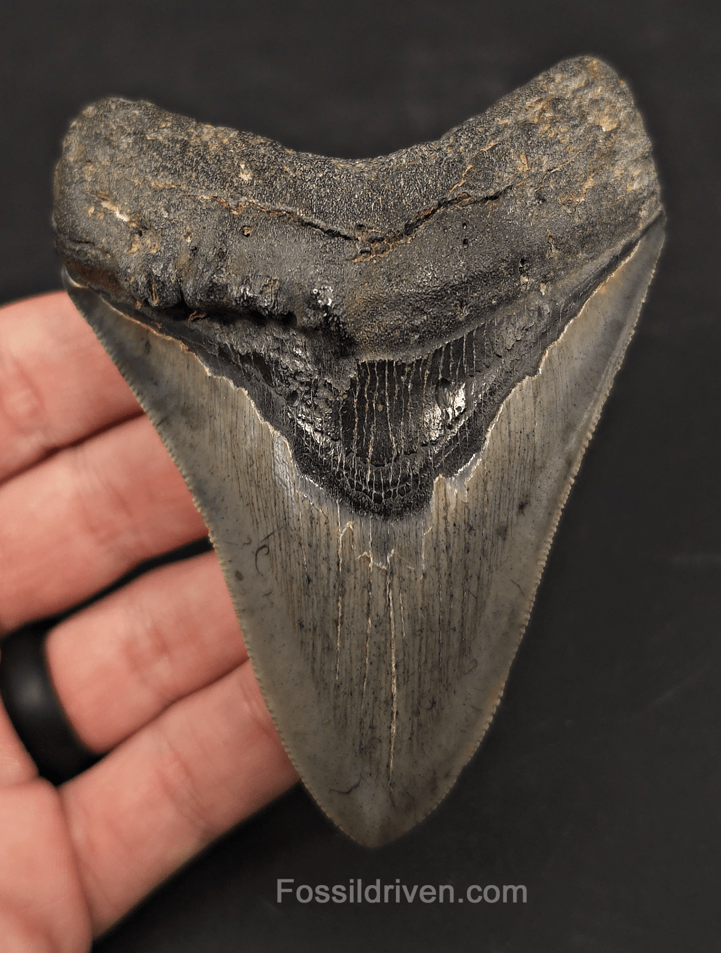 4.01" Pathological Fossil Megalodon Tooth - Charleston, South Carolina - Fossil Driven