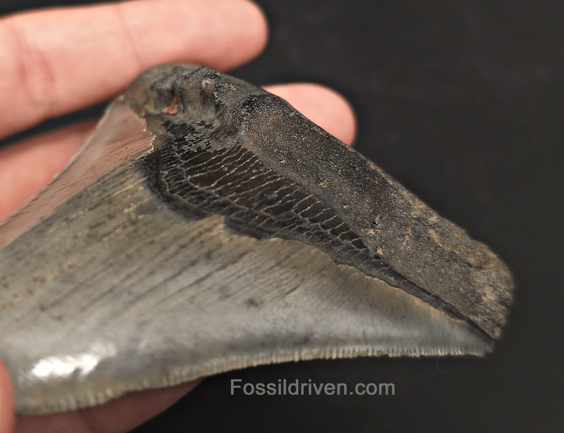 4.01" Pathological Fossil Megalodon Tooth - Charleston, South Carolina - Fossil Driven