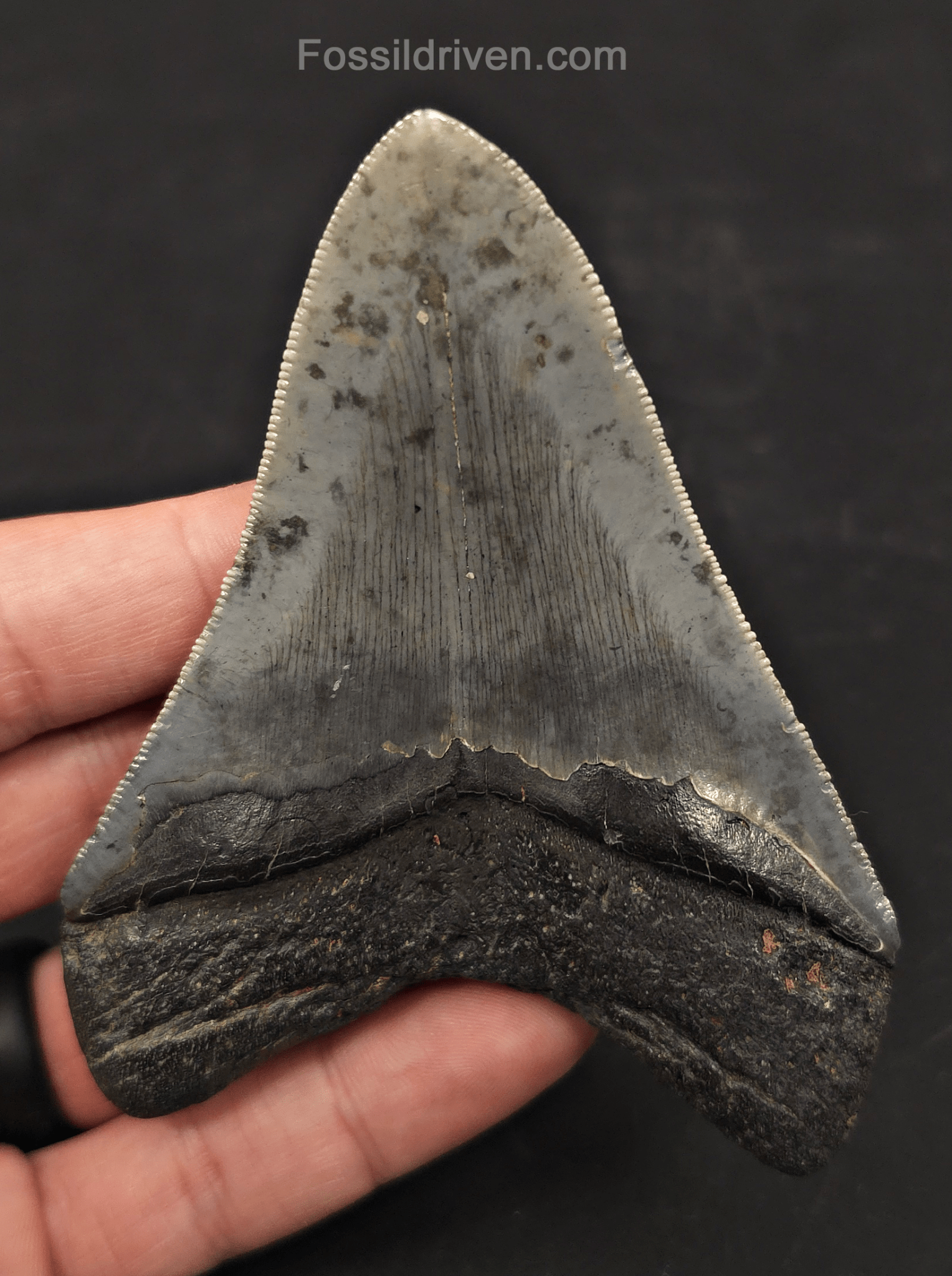 4.01" Pathological Fossil Megalodon Tooth - Charleston, South Carolina - Fossil Driven