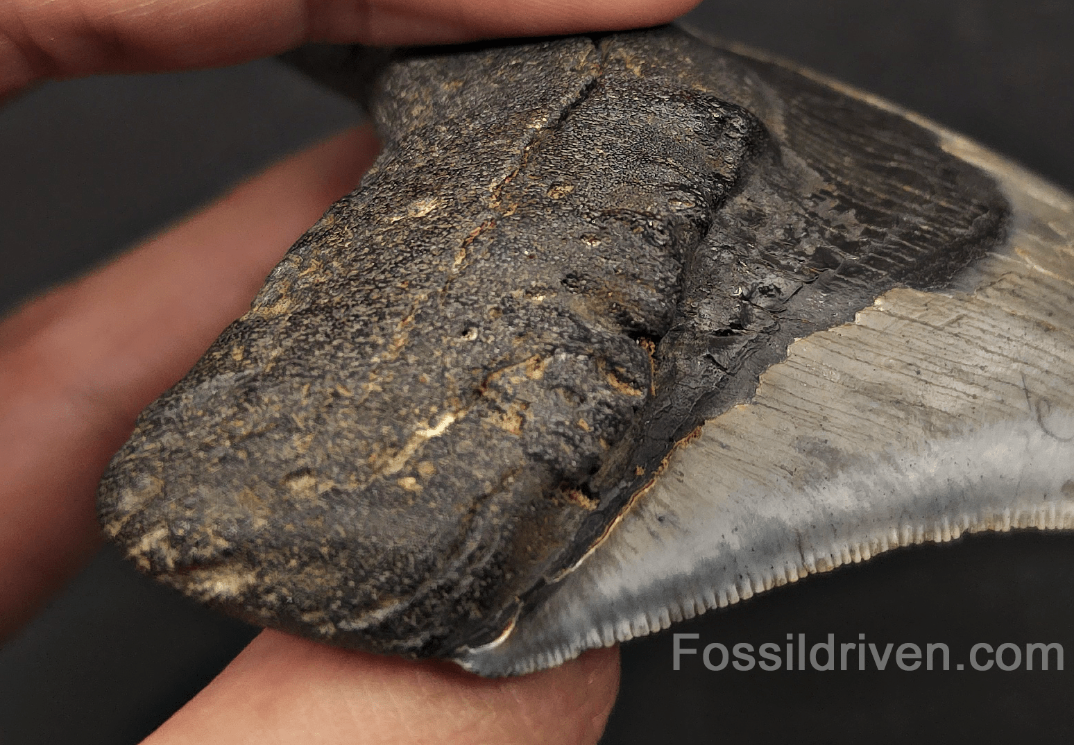 4.01" Pathological Fossil Megalodon Tooth - Charleston, South Carolina - Fossil Driven