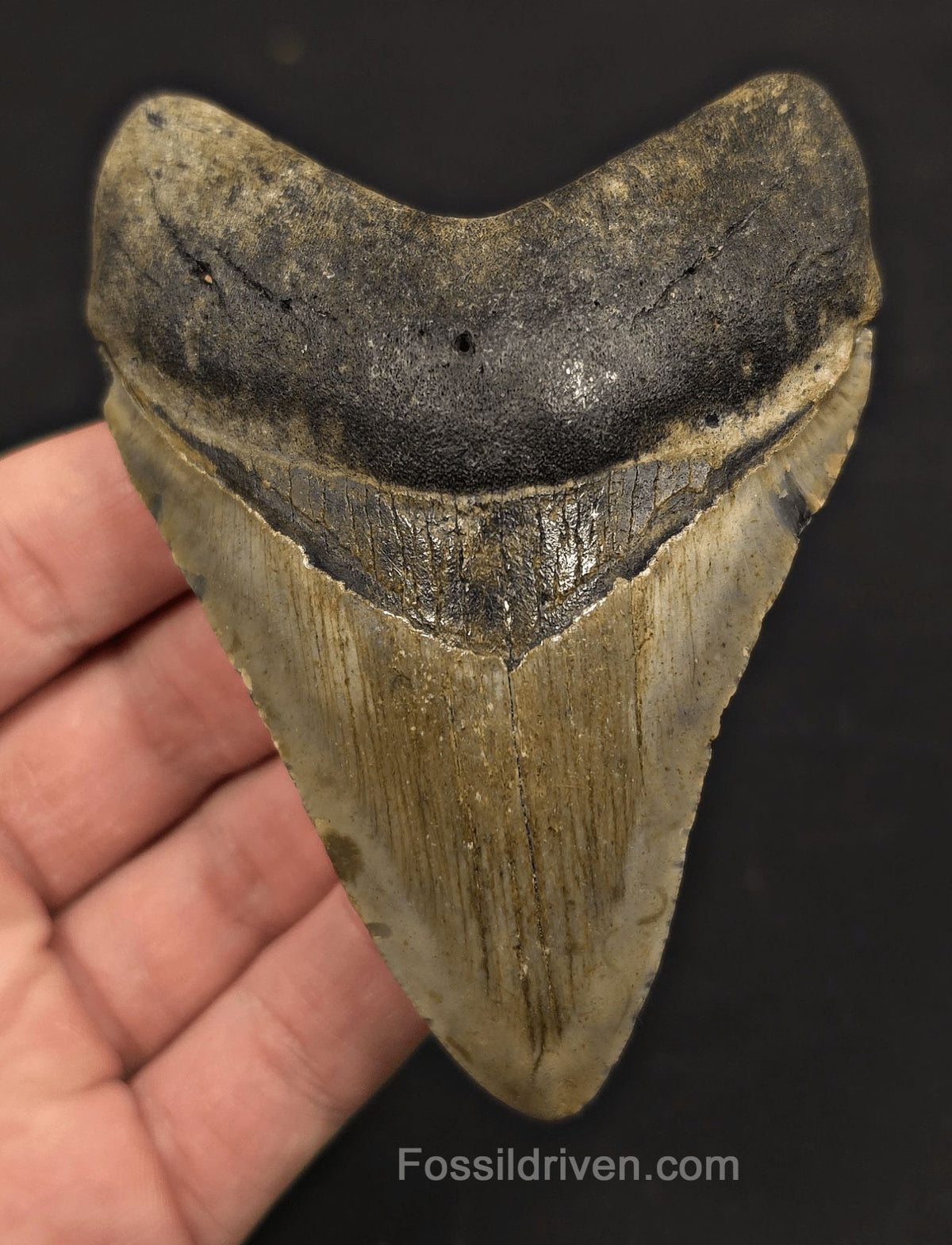 4.04" Fossil Megalodon Tooth - North Carolina | Fossil Driven - Fossil Driven
