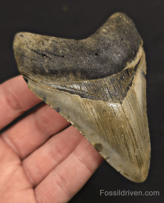 4.04" Fossil Megalodon Tooth - North Carolina | Fossil Driven - Fossil Driven