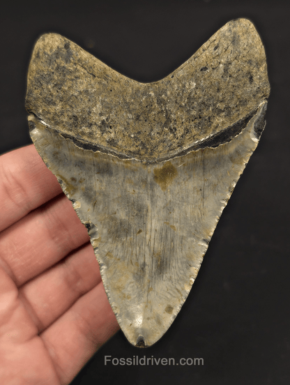 4.04" Fossil Megalodon Tooth - North Carolina | Fossil Driven - Fossil Driven