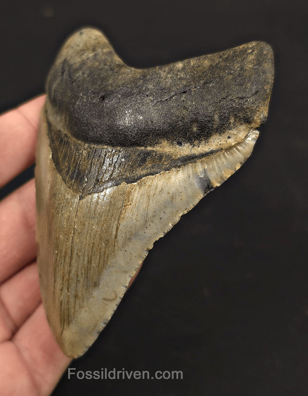 4.04" Fossil Megalodon Tooth - North Carolina | Fossil Driven - Fossil Driven