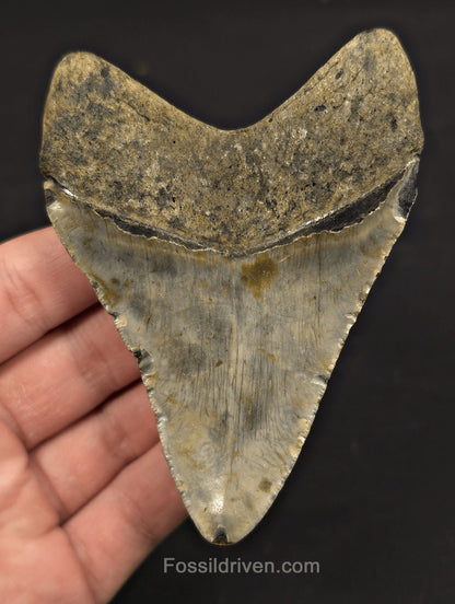 4.04" Fossil Megalodon Tooth - North Carolina | Fossil Driven - Fossil Driven