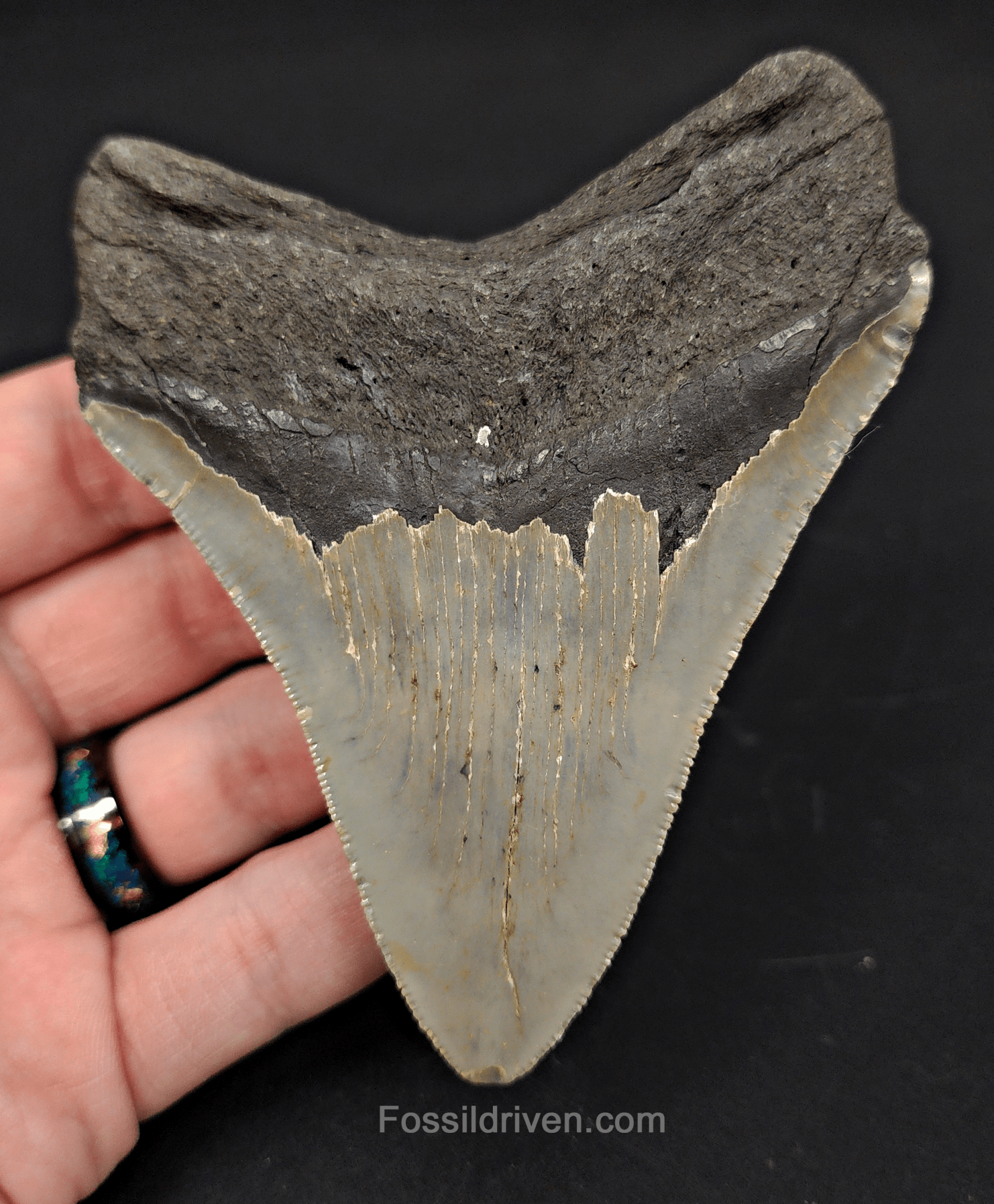 4.04" North Carolina Megalodon Tooth - Complete Specimen - Authentic Fossil Shark Tooth - Fossil Driven