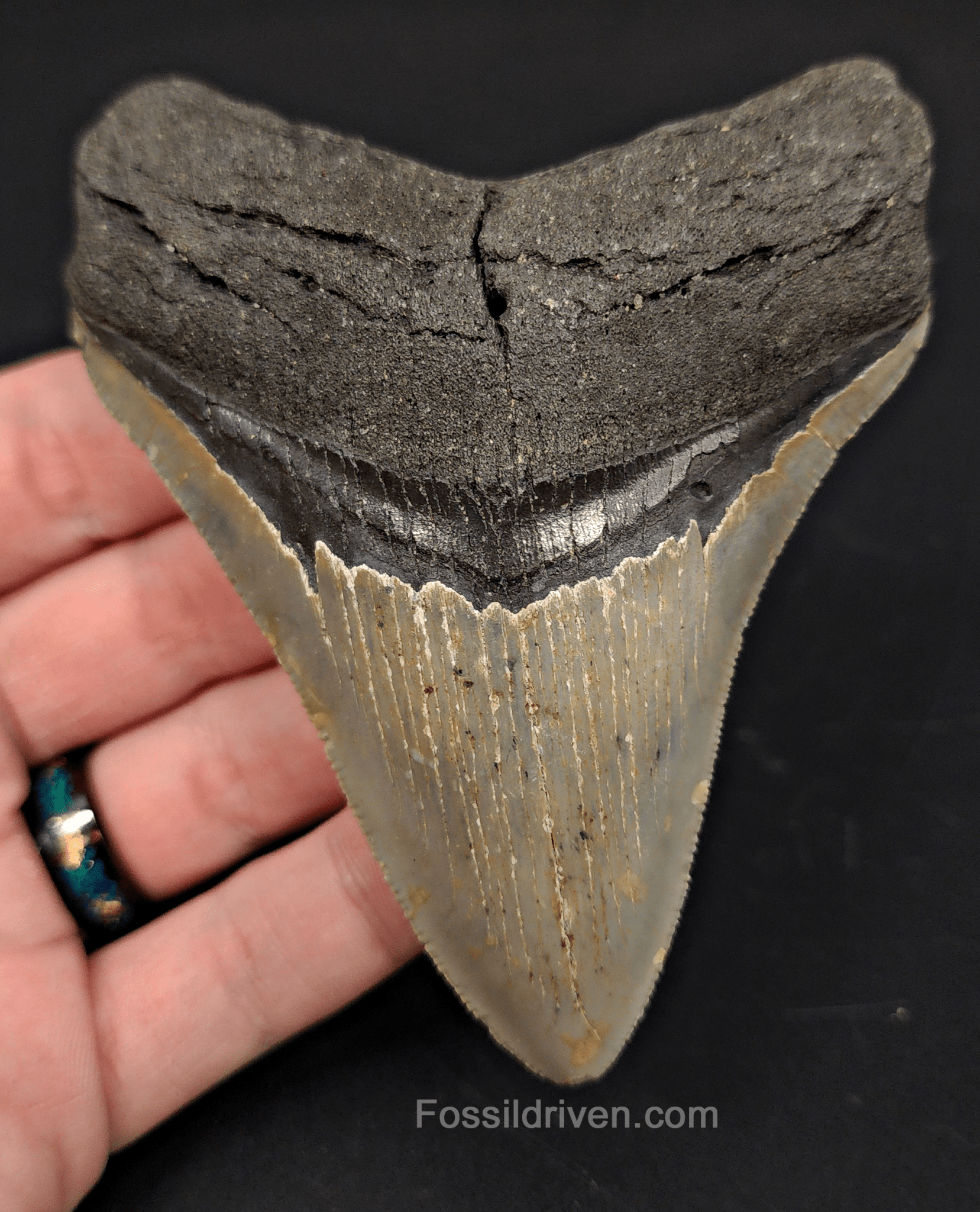 4.04" North Carolina Megalodon Tooth - Complete Specimen - Authentic Fossil Shark Tooth - Fossil Driven