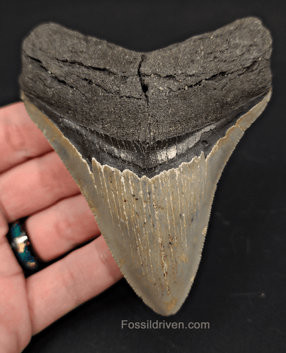 4.04" North Carolina Megalodon Tooth - Complete Specimen - Authentic Fossil Shark Tooth - Fossil Driven
