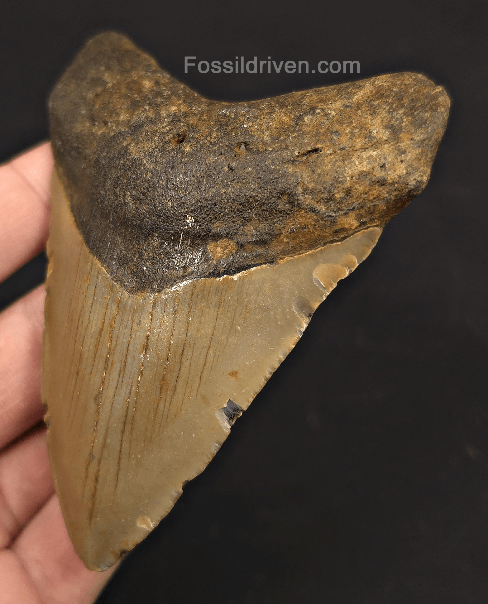 4.08" Fossil Megalodon Shark Tooth - North Carolina | Fossil Driven - Fossil Driven