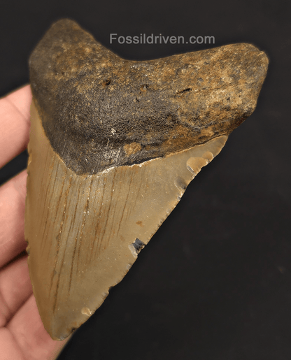 4.08" Fossil Megalodon Shark Tooth - North Carolina | Fossil Driven - Fossil Driven