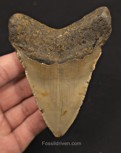 4.08" Fossil Megalodon Shark Tooth - North Carolina | Fossil Driven - Fossil Driven