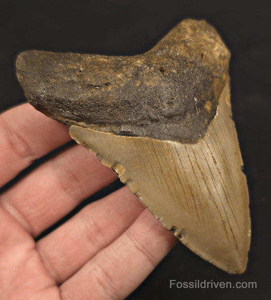 4.08" Fossil Megalodon Shark Tooth - North Carolina | Fossil Driven - Fossil Driven