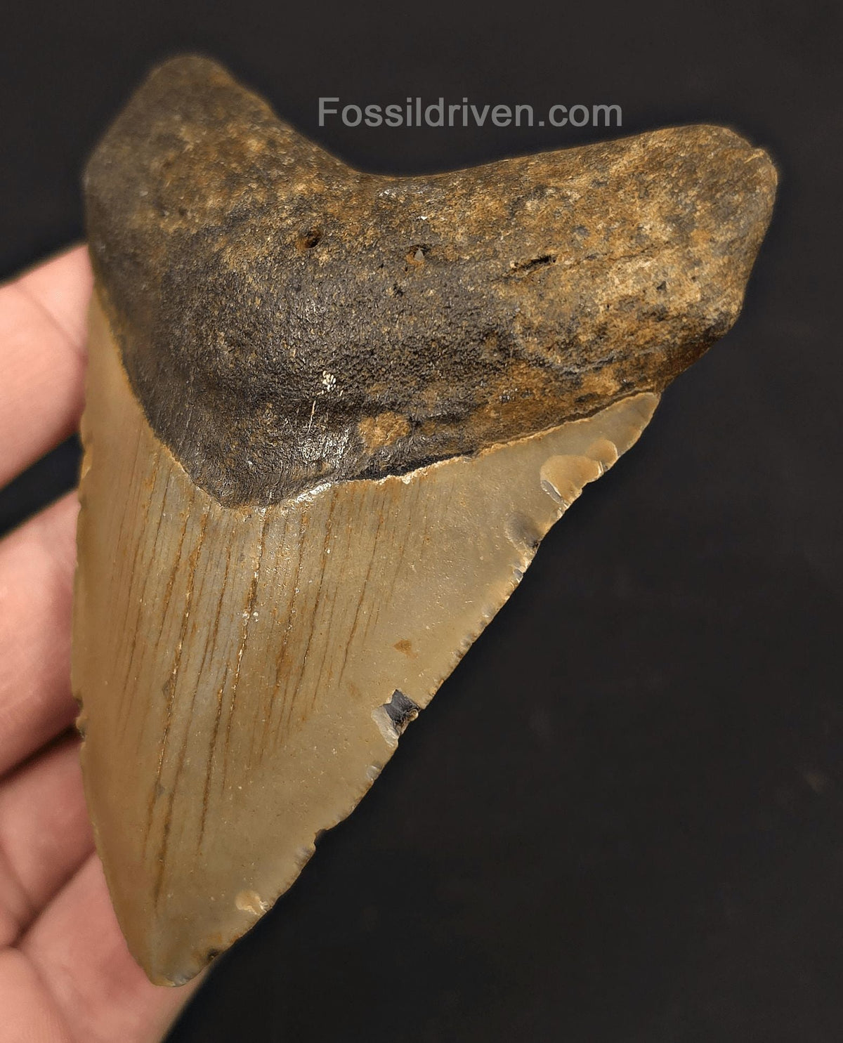 4.08" Fossil Megalodon Shark Tooth - North Carolina | Fossil Driven - Fossil Driven
