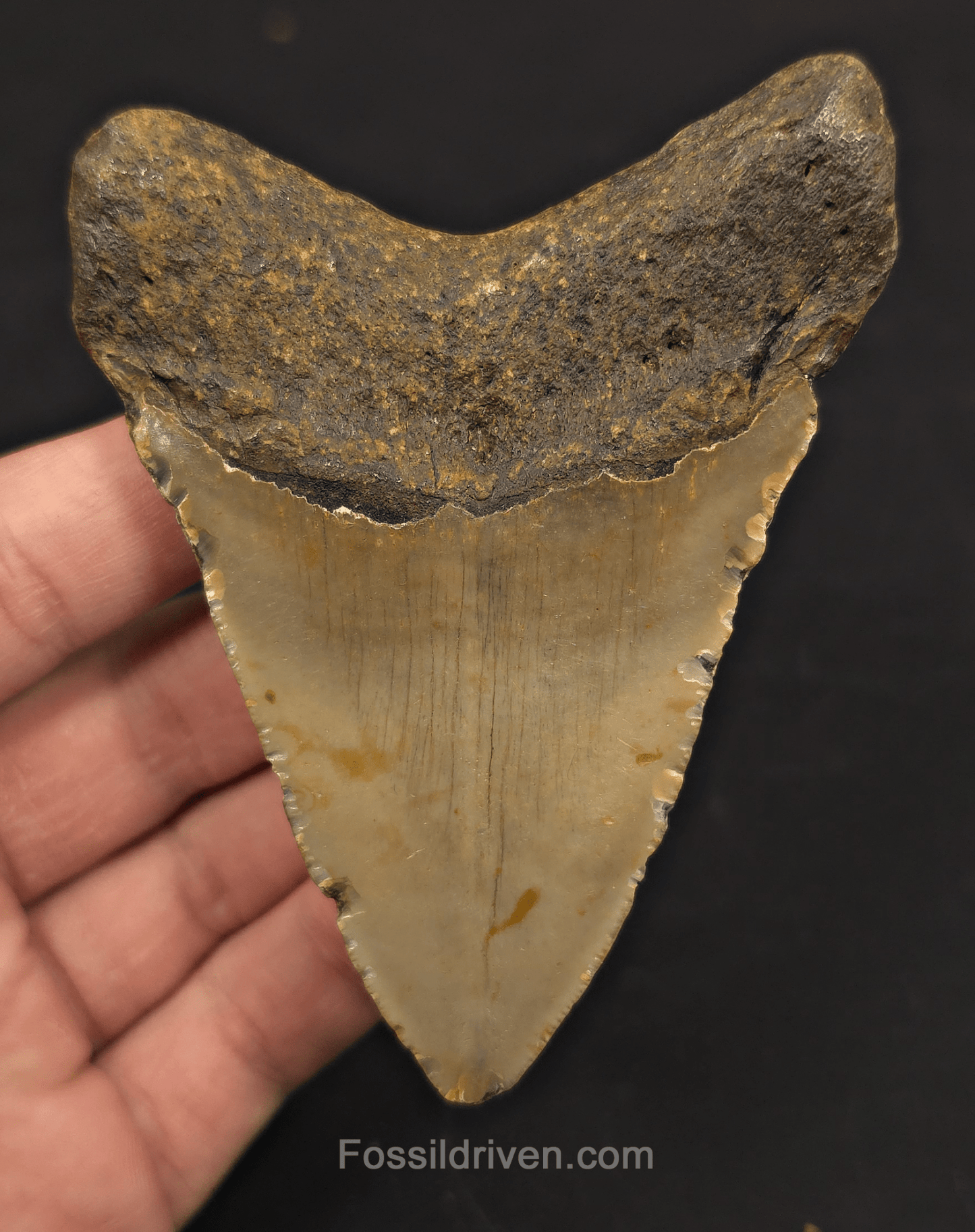 4.08" Fossil Megalodon Shark Tooth - North Carolina | Fossil Driven - Fossil Driven