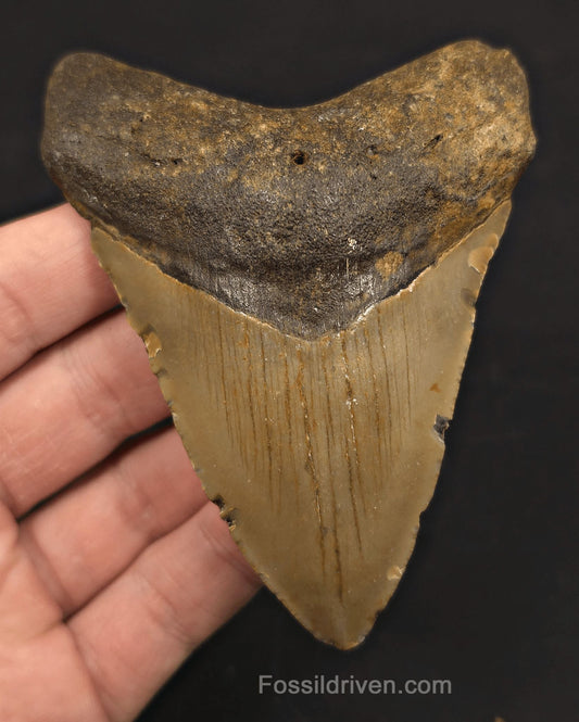4.08" Fossil Megalodon Shark Tooth - North Carolina | Fossil Driven - Fossil Driven