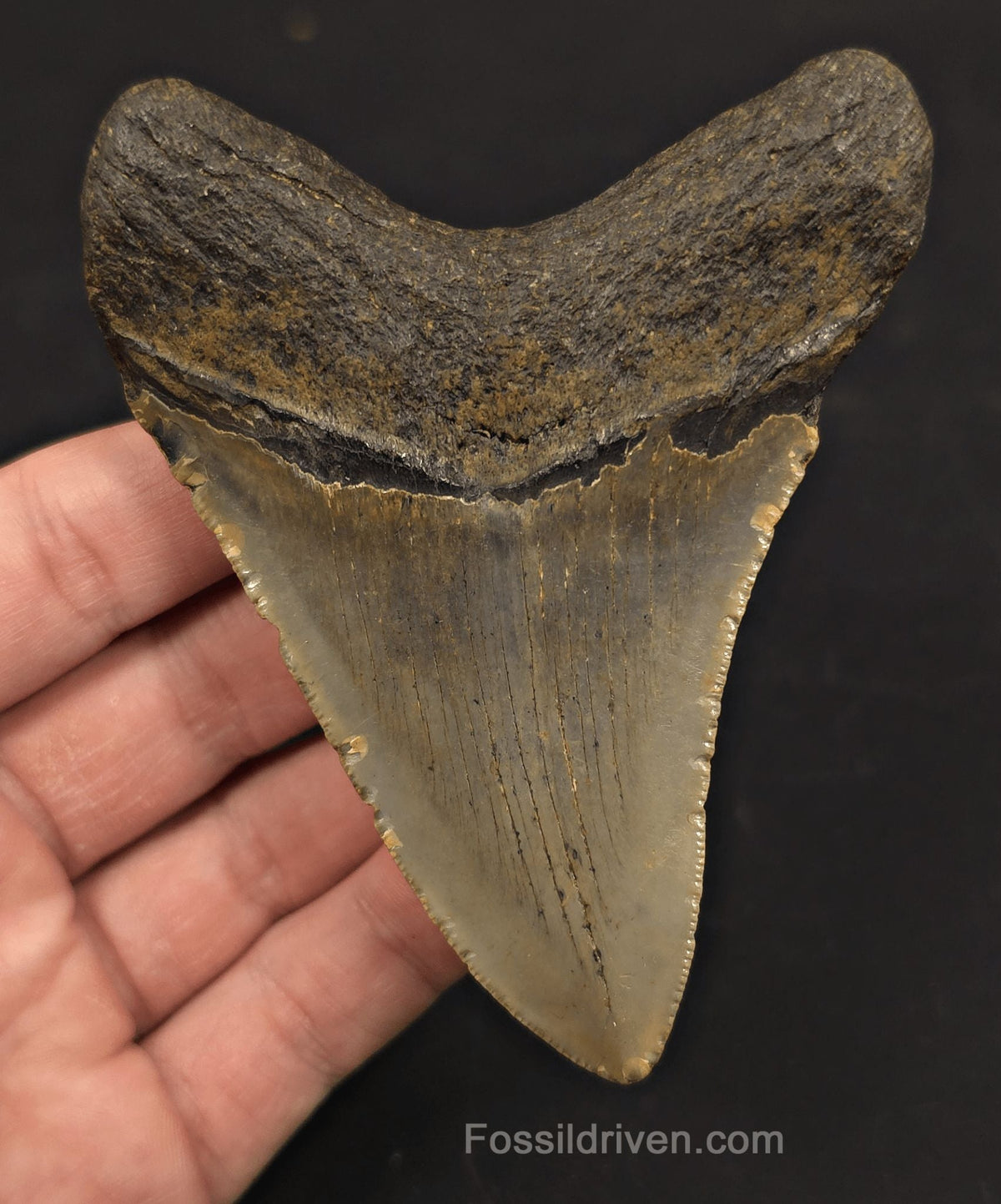4.08" Fossil Megalodon Tooth - North Carolina | Fossil Driven - Fossil Driven