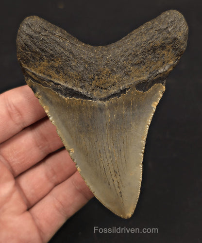 4.08" Fossil Megalodon Tooth - North Carolina | Fossil Driven - Fossil Driven