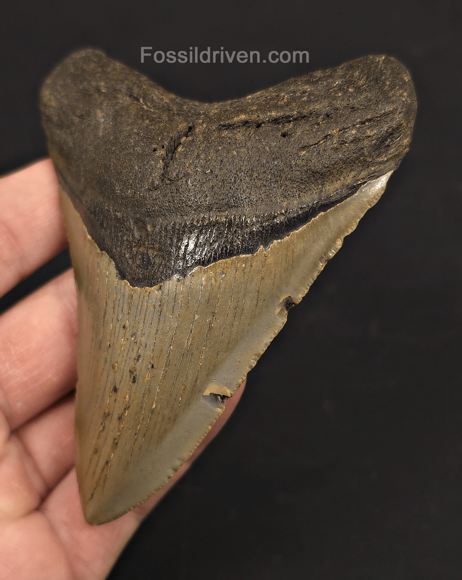 4.08" Fossil Megalodon Tooth - North Carolina | Fossil Driven - Fossil Driven