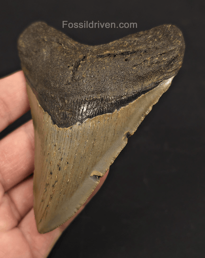 4.08" Fossil Megalodon Tooth - North Carolina | Fossil Driven - Fossil Driven