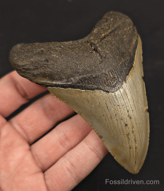 4.08" Fossil Megalodon Tooth - North Carolina | Fossil Driven - Fossil Driven
