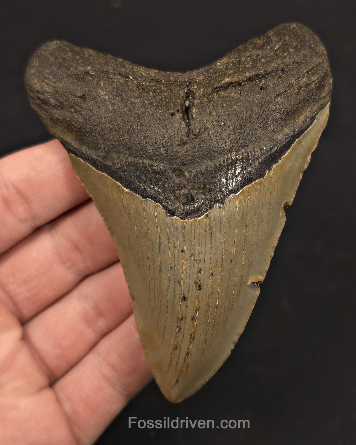 4.08" Fossil Megalodon Tooth - North Carolina | Fossil Driven - Fossil Driven
