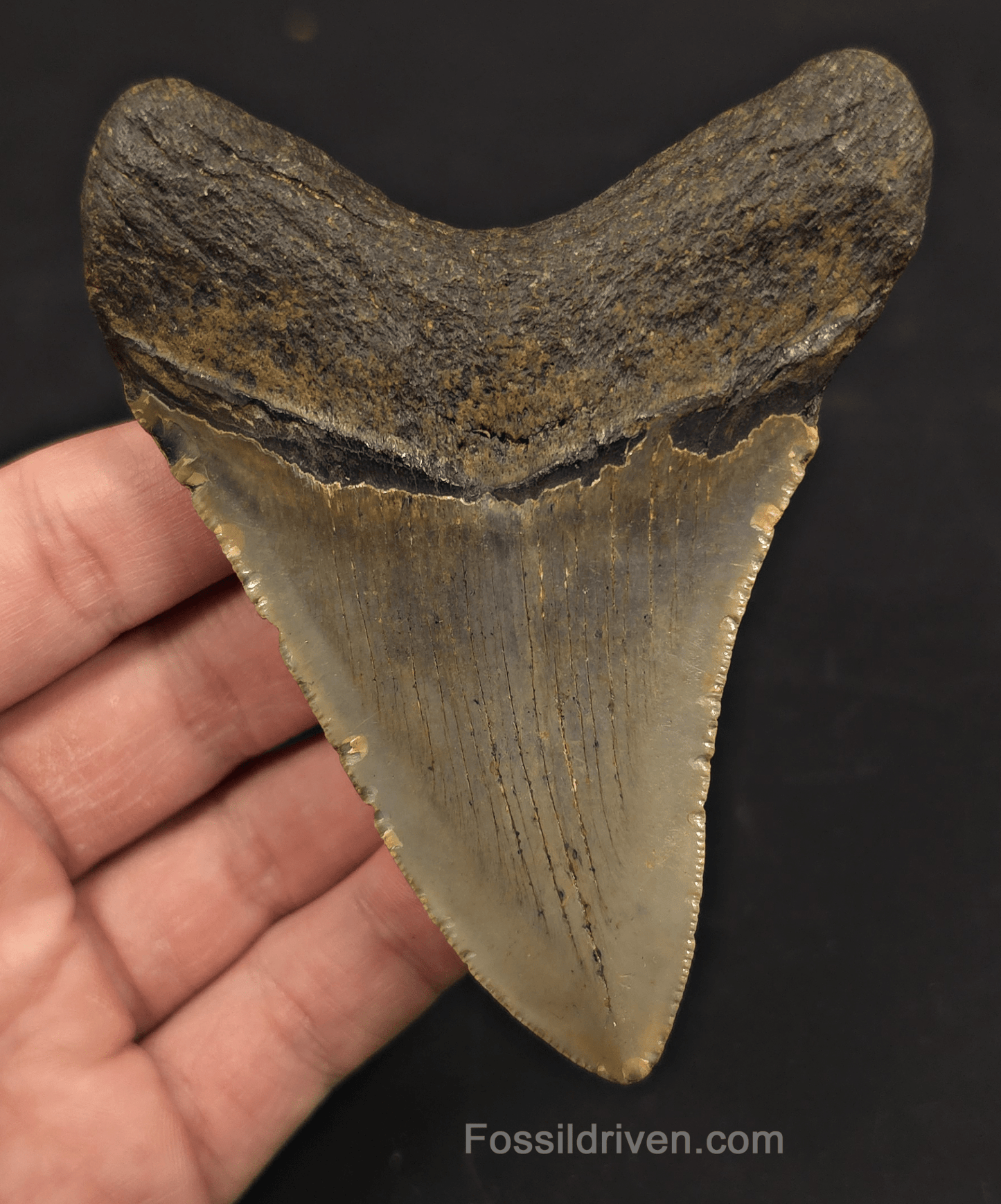 4.08" Fossil Megalodon Tooth - North Carolina | Fossil Driven - Fossil Driven